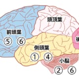 脳活（Ryuew-ZA ニュース　2023年8月）